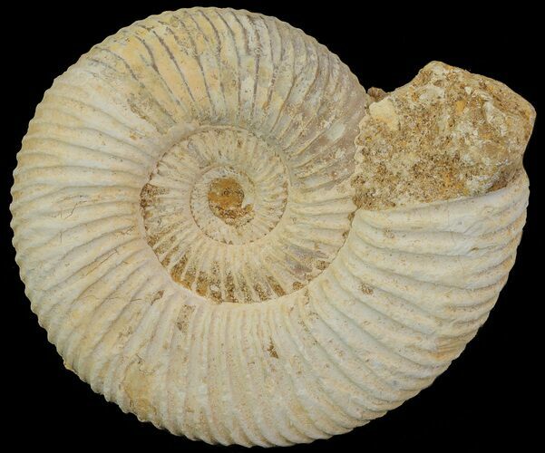 Perisphinctes Ammonite - Jurassic #68177
